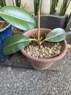 フィカス・エラスティカ インドゴムノキ ゴムの木 発根済み 鉢植え 無