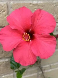 emcy様 リクエスト 3点 まとめ商品