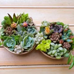 2026年最新】多肉植物 寄せ植え そのまま飾れるの人気アイテム - メルカリ