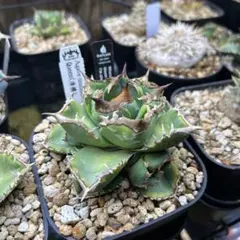 2026年最新】プレステラの人気アイテム - メルカリ