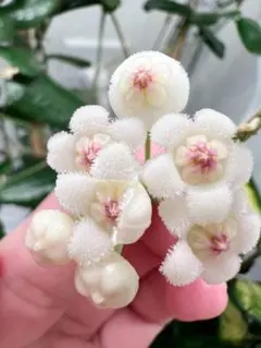 【みのむし】ホヤ アルゲンティアプリンセス【タグ鉢付メルカリ便】サクララン ホヤ アルゲンティア プリンセス【現品・タグ付・鉢付・メルカリ