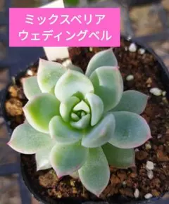 satomi様 リクエスト 2点 まとめ商品