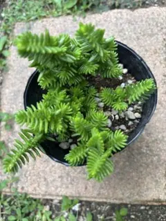 多肉植物　カット苗　　セットセダムのサムネイル