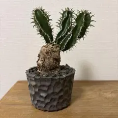 ユーフォルビア ムランジーナ 現地球x作家鉢