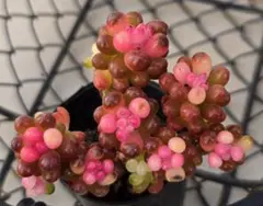多肉植物　レッドベリー錦　根付き　１ポット　 錦　斑入り　レア　セダム f