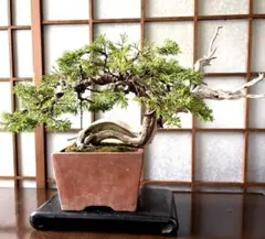 真柏盆栽　古木　捻転シャリ幹　樹高12cm 小品盆栽　ミニ盆栽　飾り物 糸魚川真柏（捻転幹・ジン・シャリ）小品盆栽 【泰寿園 Online】現品