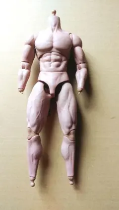 1/6筋肉素体