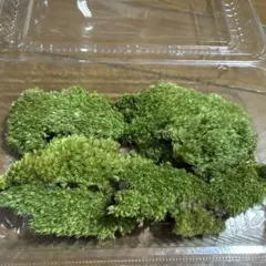 国産マリモ 約１cm 100個 癒しのマリモ無農薬 国産マリモ 約1cm 3個 癒しのマリモ無農薬 - メルカリ