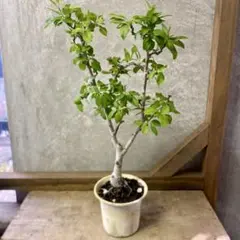 Ysh_sugawara69様 リクエスト 3点 まとめ商品