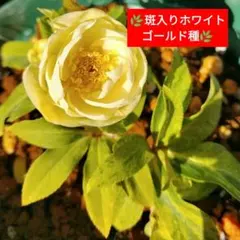 ♛Remm♛様 リクエスト 2点 まとめ商品