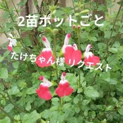 たけちゃん様 リクエスト 2点 まとめ商品