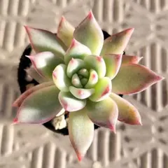 m*u様 サボテン相談室 ホリコロ m*u様 サボテン相談室 ホリコロ サボテン相談室さんであれこれ