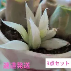 【速達発送】3個セット ハオルチア　旧氷砂糖錦　京の花錦 斑入りカキコのサムネイル