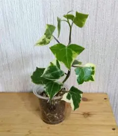 2026年最新】マーガレットアイビー 苗の人気アイテム - メルカリ