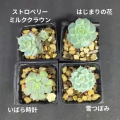 2026年最新】おらいさん苗の人気アイテム - メルカリ