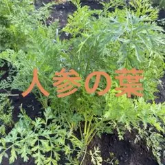 人参の葉300g　ネコポスペットのおやつのサムネイル