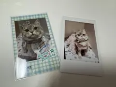2026年最新】猫カフェmochaの人気アイテム - メルカリ