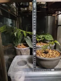 2025年最新】ディクソニアの人気アイテム - メルカリ