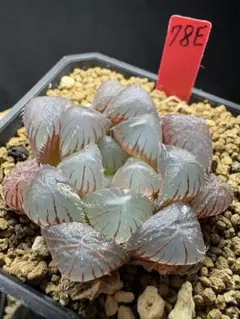 98f 多肉植物 ハオルチア 実生苗 自家繁殖 鉢植え発送 - メルカリ