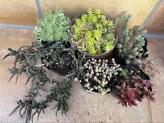 6鉢　抜き苗 多肉植物 セダム　詰め合わせ 寄せ植え　全て強い品種　＋おまけ