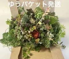 もりもりセット　初心者様も大丈夫！綺麗に増えます！カット苗　多肉植物　セダム