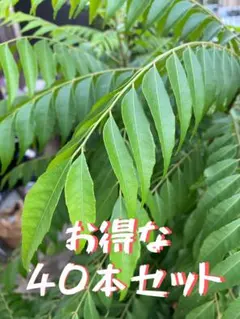 【徳用】カレーリーフ枝葉　40本セットのサムネイル
