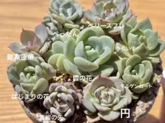 2026年最新】おらいさん苗 ミックスベリアの人気アイテム - メルカリ