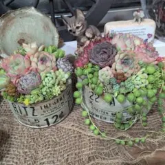多肉植物 ♡そのまま飾れる寄せ植え♡2点セット♬*°① - メルカリ