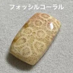 フォッシルコーラル　カボション