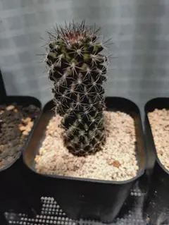 コピアポア　虎黒王　実生のサムネイル