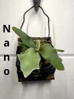 2025年最新】ウィリンキー ナノの人気アイテム - メルカリ