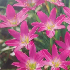 15 (いちご)様 リクエスト 4点 まとめ商品