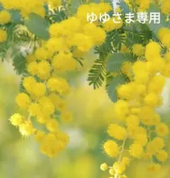 ゆゆさま専用ページです。