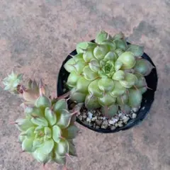 misa様 リクエスト 4点 まとめ商品