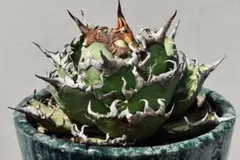 台湾　トニー産　シーザー　大株 台湾 トニー産 シーザー 大株 訳あり