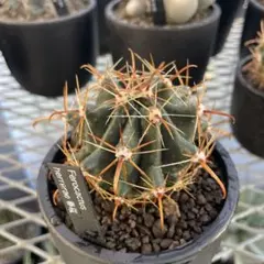 rose.aya.e.1006様 リクエスト 2点 まとめ商品