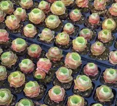 新入荷　グリーノビア　赤ずきん　I苗　アエオニウム　多肉植物のサムネイル