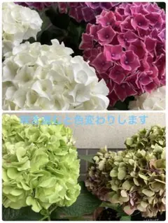 ❀ご購入前にコメントお願い致します❀輸入アジサイ 苗 - メルカリ