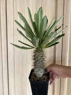 パキポディウム アンボンゲンセ 塊根植物 観葉植物