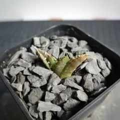 2341【鉢のまま発送】 アガベ チタノタ 狼人 - メルカリ