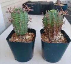 群星冠　雄株と雌株2個セット！！ 群星冠 雄株と雌株2個セット！！ Amazon｜多肉植物