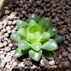 おまけ付き　多肉植物 ハオルチア オブツーサ　トゥルンカータ抜き苗