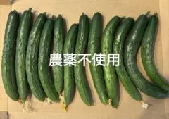 きゅうり　農薬不使用　①のサムネイル