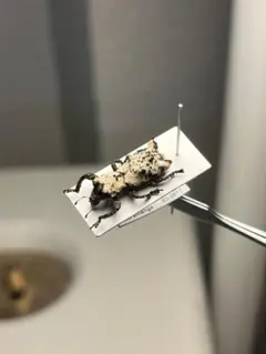 3mm】アリカツギツノゼミ Cyphonia clavata 標本角蝉セミ - メルカリ