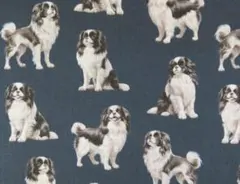 【ゆきちゃん限定】X2582-1 狆（チン）柄 紺 コットン生地 1m