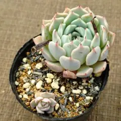 20.多肉植物 ラレガ×黒爪ザラゴーサ オリジナル交配 実生苗 エケベリア