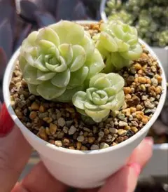 2026年最新】マルガン 多肉の人気アイテム - メルカリ