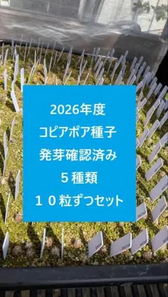 2026年最新】コピアポアの人気アイテム - メルカリ