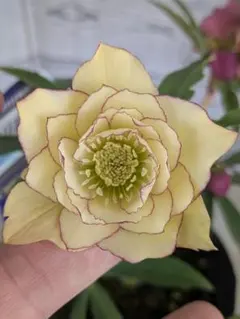 【現品・ポットまま発送】下原園芸クリスマスローズ八重咲２株植え⑧