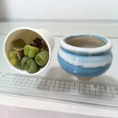 【Dセット】リトープス苗と植木鉢セット　水色植木鉢＋黄緑系リトープス